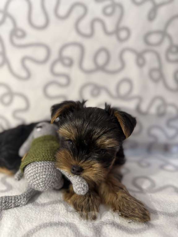 Собаки в Санкт-Петербурге: Щеной йоркширского терьера Мальчик, Бесплатно - фото 3