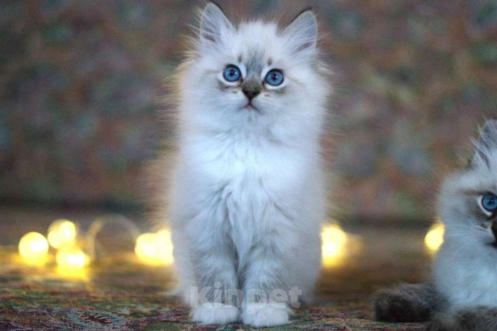 Кошки в Санкт-Петербурге: невский маскарадный котенок Девочка, 60 000 руб. - фото 1