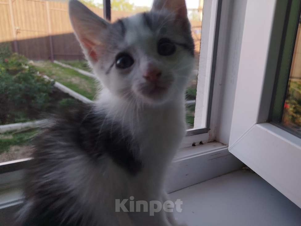 Кошки в Волгограде: Три котенка ищут дом 🩷 Разнополые, Бесплатно - фото 4