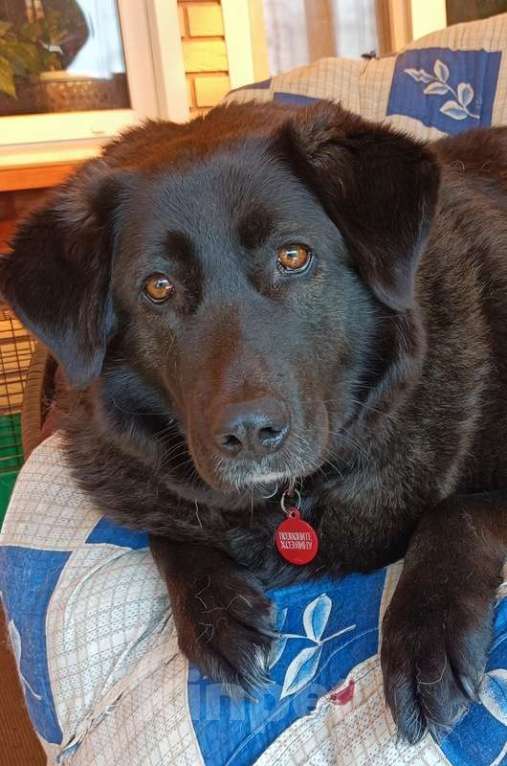 Собаки в Москве: Черная собачка Машенька в добрые руки Девочка, 1 руб. - фото 5