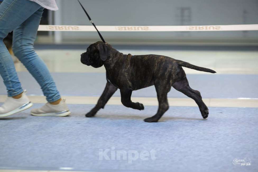 Собаки в Ханты-Мансийске: Щенок бульмастифа Девочка, Бесплатно - фото 2