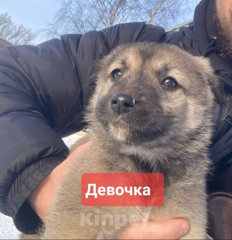 Собаки в Подольске: Щенки 1,5-2 месяца в добрые руки Мальчик, Бесплатно - фото 4