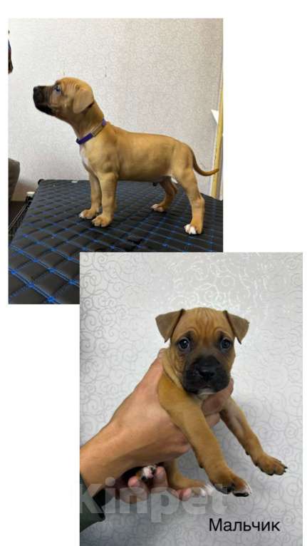 Собаки в Обнинске: Щенок Мальчик, 15 000 руб. - фото 4