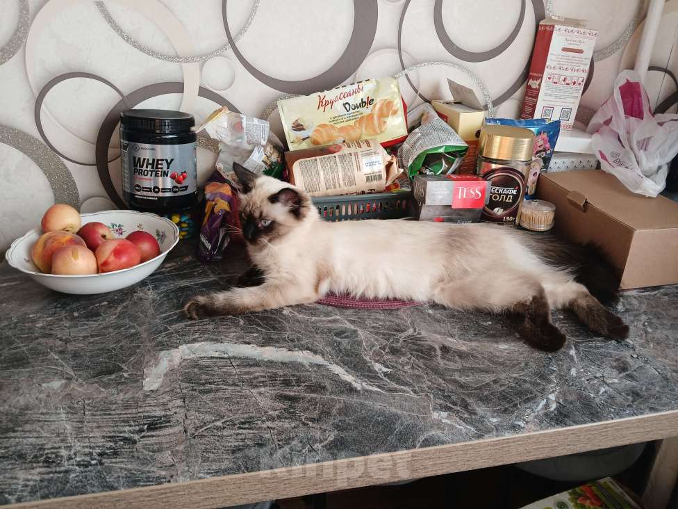 Кошки в Воронеже: Максим Девочка, 3 000 руб. - фото 1