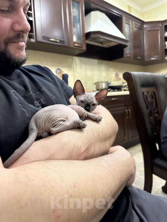 Кошки в Рязани: Канадский сфинкс бамбино Мальчик, 35 000 руб. - фото 3