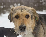 Собаки в Москве: Юппи Мальчик, Бесплатно - фото 1
