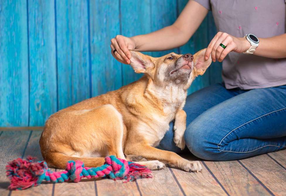 Собаки в Москве: Небольшая собачка квартирного содержания в добрые руки. Девочка, Бесплатно - фото 3
