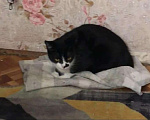 Кошки в Магадане: Пропала кошка Девочка, 2 000 руб. - фото 1