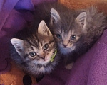 Кошки в Томске: Котёнок в добрые руки Девочка, Бесплатно - фото 1