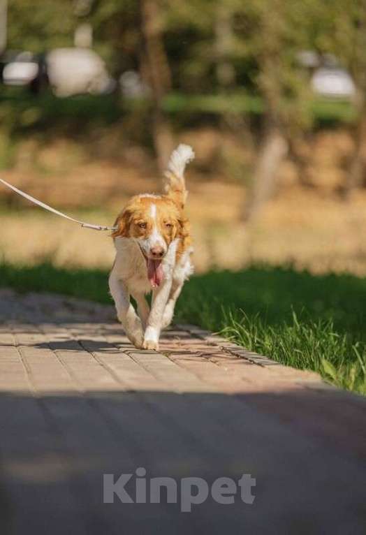 Собаки в Москве: Рыжий бордер-колли Ганс в добрые руки Мальчик, 1 руб. - фото 5