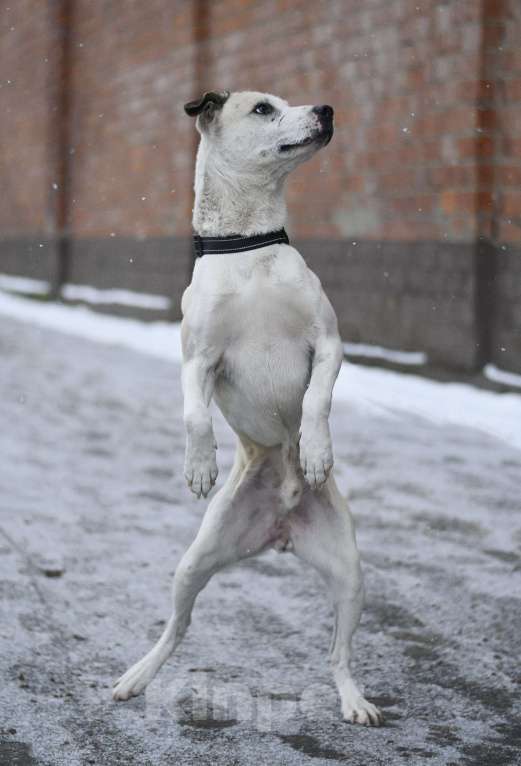 Собаки в Москве: Илай живет в приюте, ему нужна семья Мальчик, Бесплатно - фото 2