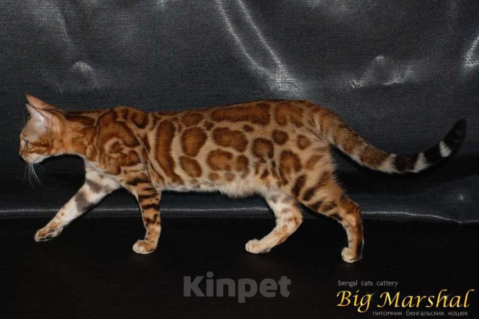 Кошки в Москве: Бенгальские котята. Мальчик, 60 000 руб. - фото 6