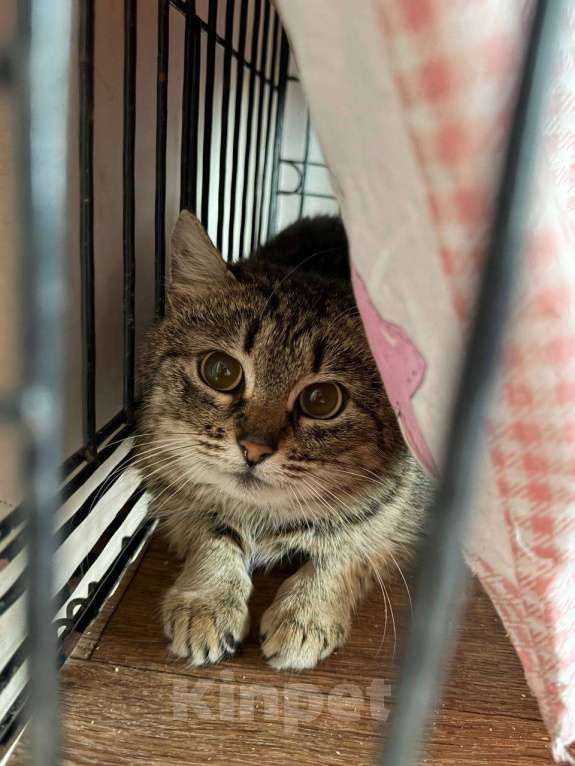 Кошки в Санкт-Петербурге: Кошка в добрые руки Девочка, Бесплатно - фото 6