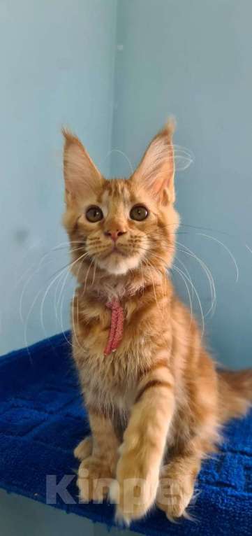 Кошки в Самаре: Котёнок породы Мейн-кун MCO female Imperija, color d Девочка, 40 000 руб. - фото 5