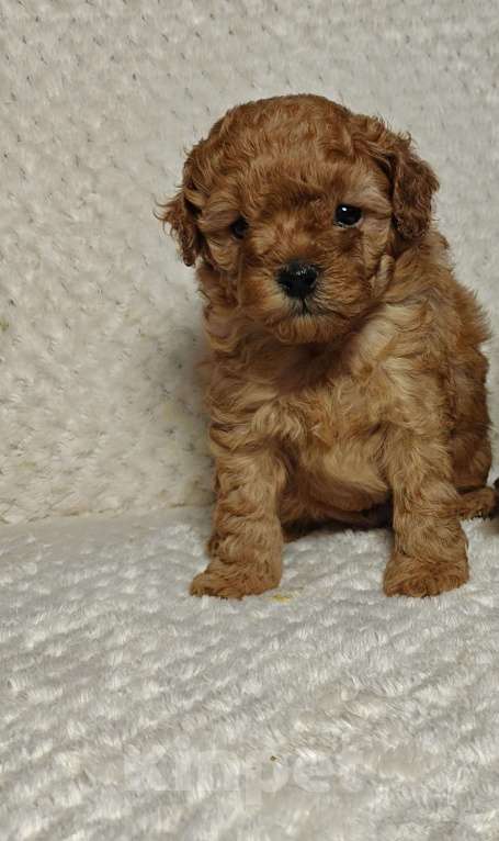 Собаки в Подольске: Щенок той пуделя ркф Мальчик, 100 000 руб. - фото 1