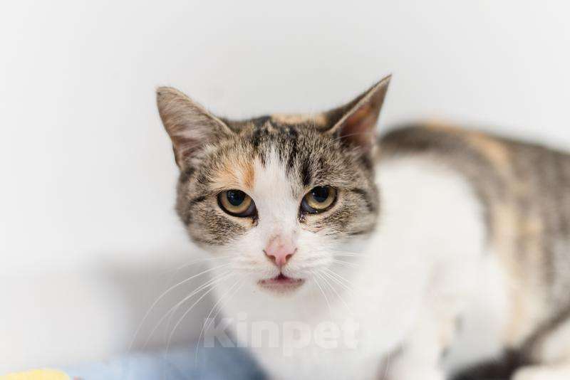 Кошки в Москве: Изящная кошечка Афина ищет семью. Девочка, Бесплатно - фото 4