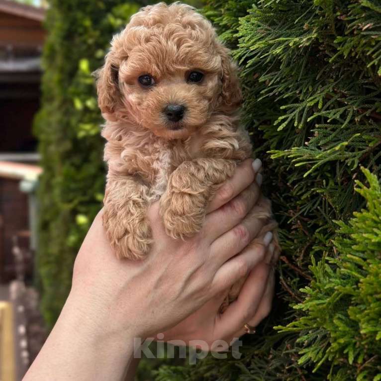 Собаки в Уфе: Мальтипу, щенок Мальчик, 180 000 руб. - фото 1