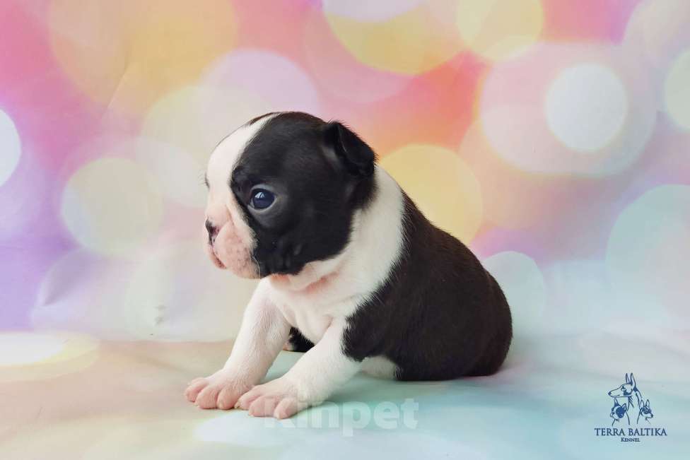 Собаки в Санкт-Петербурге: Щенки бостон терьера Девочка, 80 000 руб. - фото 6