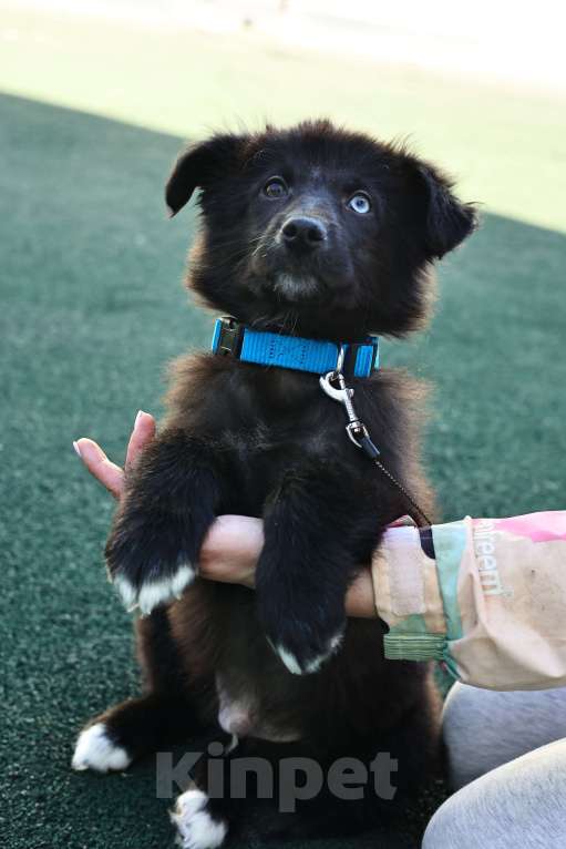 Собаки в Москве: Щенок бесплатно в Москве Мальчик, Бесплатно - фото 8