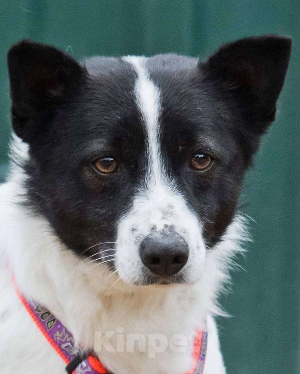 Собаки в других городах Московской области: Лукас, малыш в добрые руки Мальчик, Бесплатно - фото 2