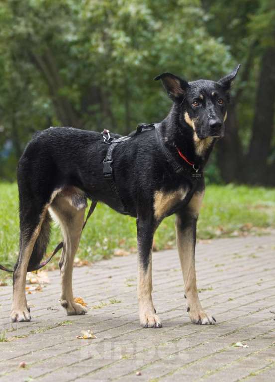 Собаки в Москве: Скромный Шеги Мальчик, Бесплатно - фото 3