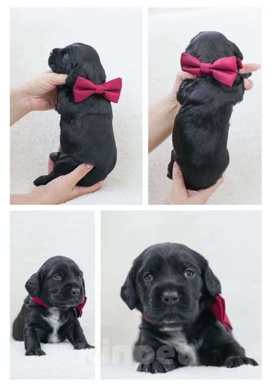 Собаки в Владивостоке: Щенки русского охотничьего спаниеля Девочка, 50 000 руб. - фото 7