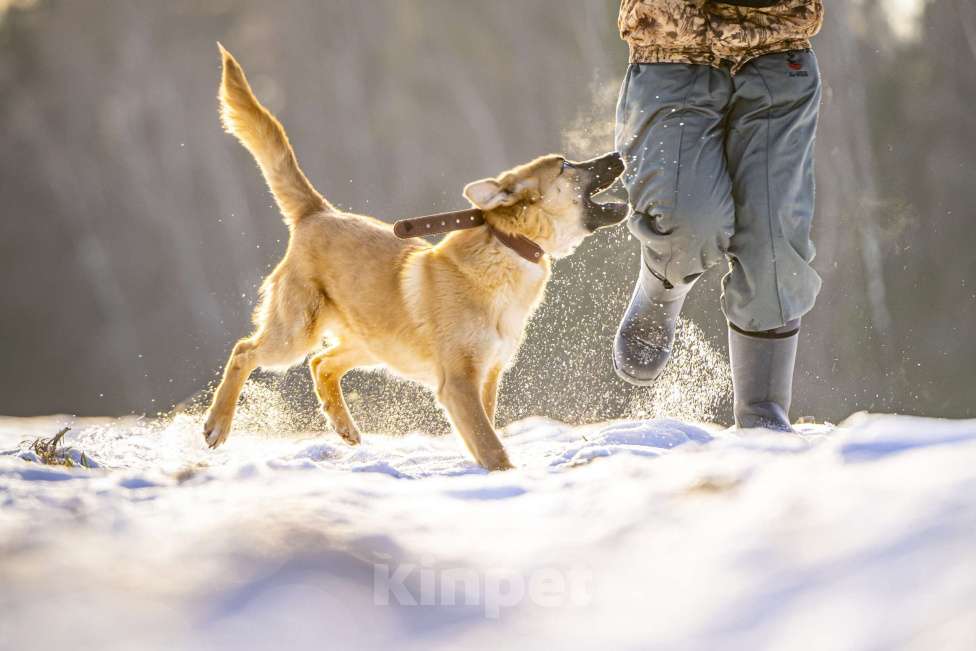 Собаки в Клине: Реджи — шаловливый пёсик Мальчик, Бесплатно - фото 7