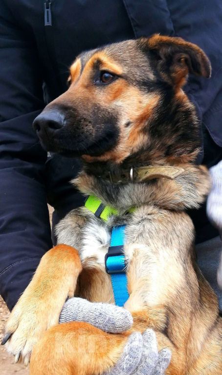 Собаки в Москве: Ральфи, молодой добрый игрун в хорошие руки! Мальчик, Бесплатно - фото 3