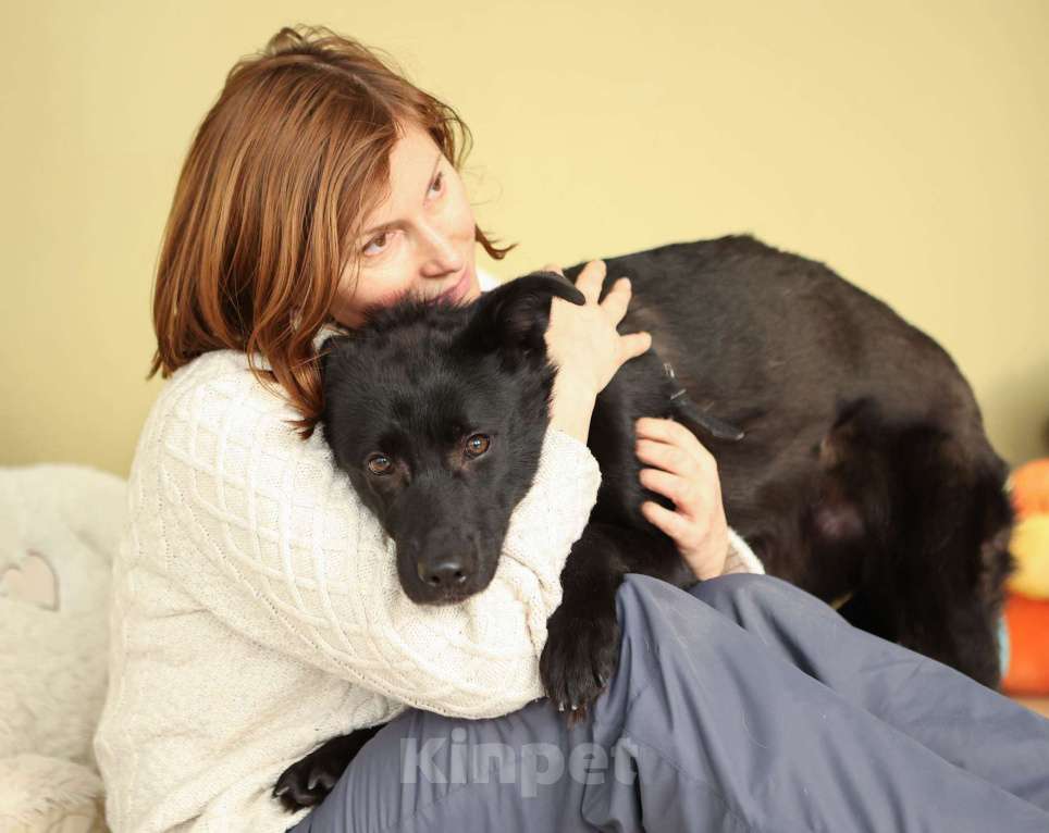 Собаки в Москве: Черный щенок Асти в дар Девочка, Бесплатно - фото 5