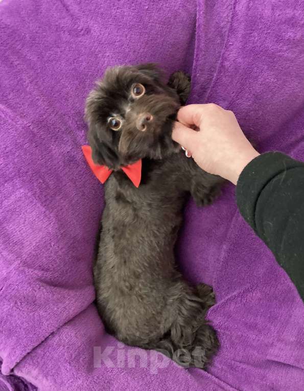 Собаки в Москве: Шоколадный йорк девочка взрослая стандарт Девочка, 50 000 руб. - фото 2