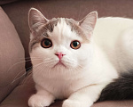 Кошки в Ярославле: Шотландская короткошерстная девочка. Девочка, 25 000 руб. - фото 3