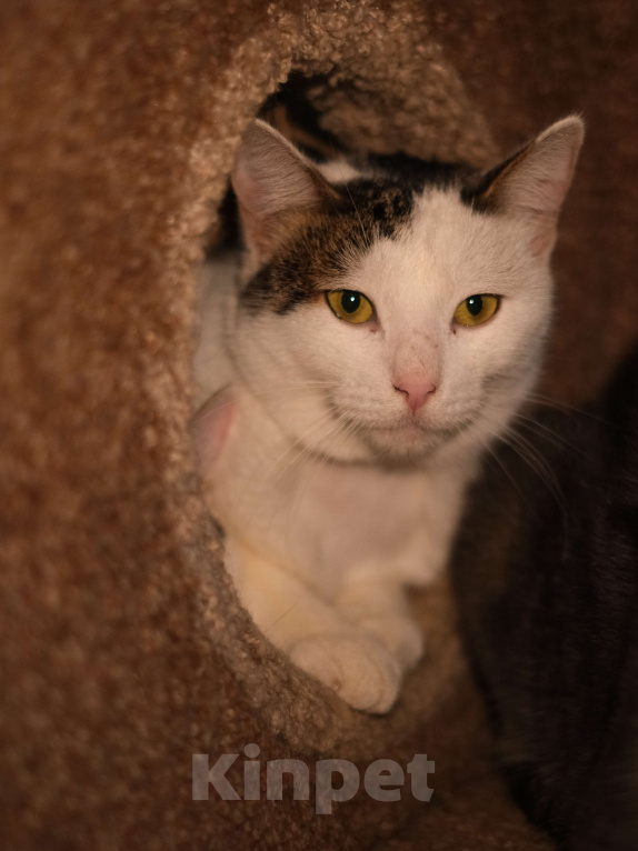 Кошки в Санкт-Петербурге: Кошка ищет дом Девочка, Бесплатно - фото 2