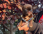 Собаки в Москве: Чихуахуа мальчик 2 месяца Мальчик, 60 000 руб. - фото 4