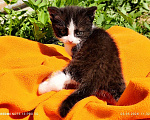 Кошки в Балашихе: Котёнок мальчик, 2 мес., от домашней сибирской кошки. Мальчик, Бесплатно - фото 1