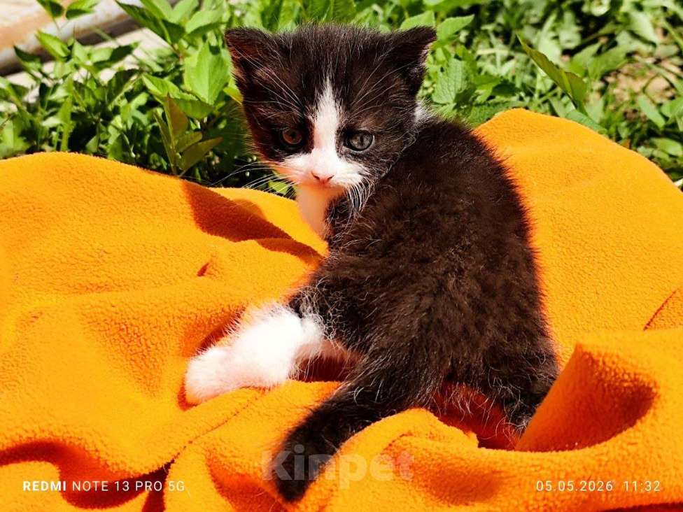 Кошки в Балашихе: Котёнок мальчик, 2 мес., от домашней сибирской кошки. Мальчик, Бесплатно - фото 1