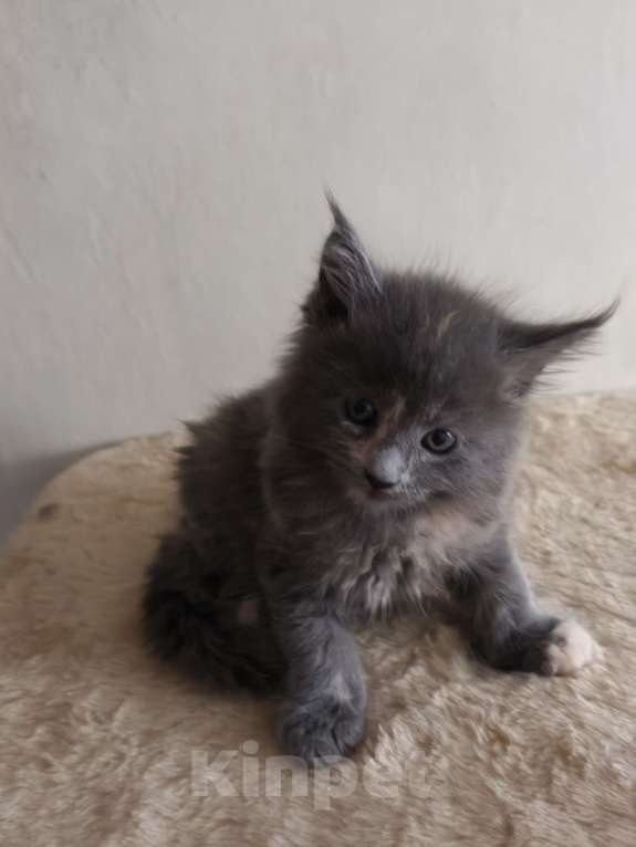 Кошки в Химках: Котенок мейн-кун Девочка, 45 000 руб. - фото 1