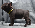 Собаки в Череповце: Мальчик французского бульдога Мальчик, 45 000 руб. - фото 4