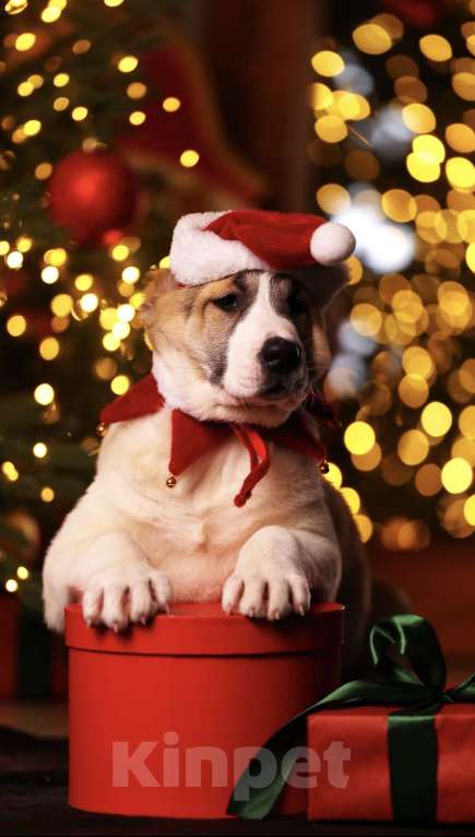 Собаки в Москве: Алабай шикарная сука щенок  Девочка, Бесплатно - фото 6