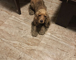 Собаки в Краснодаре: Спаниэль ищет хозяина. Краснодар. Пригородная, 161 Мальчик, 1 руб. - фото 1