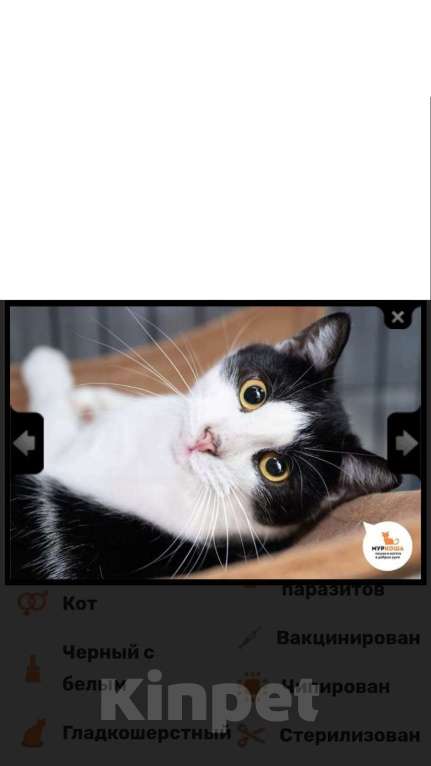 Кошки в Москве: Замечательный парень Сэм Мальчик, Бесплатно - фото 1