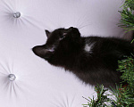 Кошки в Ливны: Очаровательные котята, 7 000 руб. - фото 10