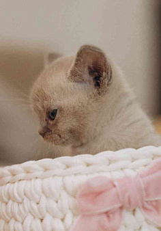 Котята Европейской Бурмы 