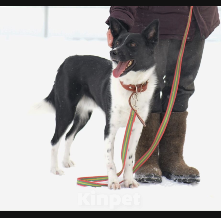 Собаки в Москве: Атос Мальчик, Бесплатно - фото 2