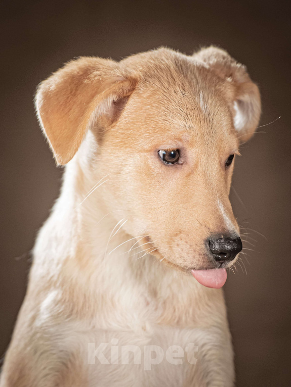 Собаки в Клине: Марли — верный друг готов следовать за вами по пятам Мальчик, Бесплатно - фото 3