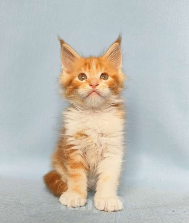 Кошки в Москве: Котята Мейн-Кун Мальчик Мальчик, 70 000 руб. - фото 3