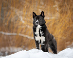 Собаки в Москве: Метис хаски Космос Мальчик, Бесплатно - фото 3