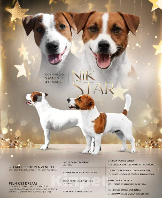 Собаки в Москве: Щенок джек-рассел-терьер от титулованных родителей  Мальчик, 35 000 руб. - фото 1