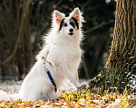 Собаки в Москве: Ронда Девочка, Бесплатно - фото 3