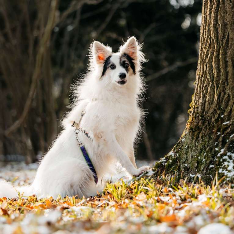 Собаки в Москве: Ронда Девочка, Бесплатно - фото 3