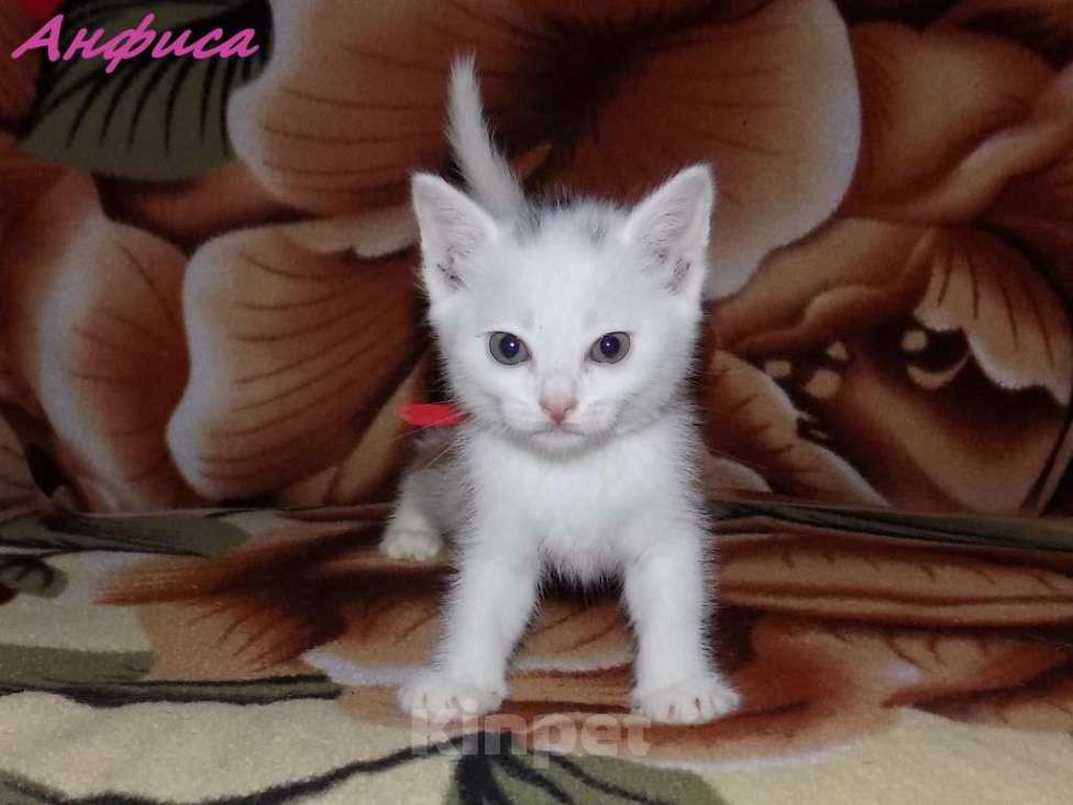 Кошки в Москве: Анатолийские котята (гладкошерстная ангора) Девочка, 8 000 руб. - фото 9
